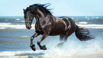  'Don’t look at the teeth of a gifted horse' — Value the gesture more than the material quality of what you receive