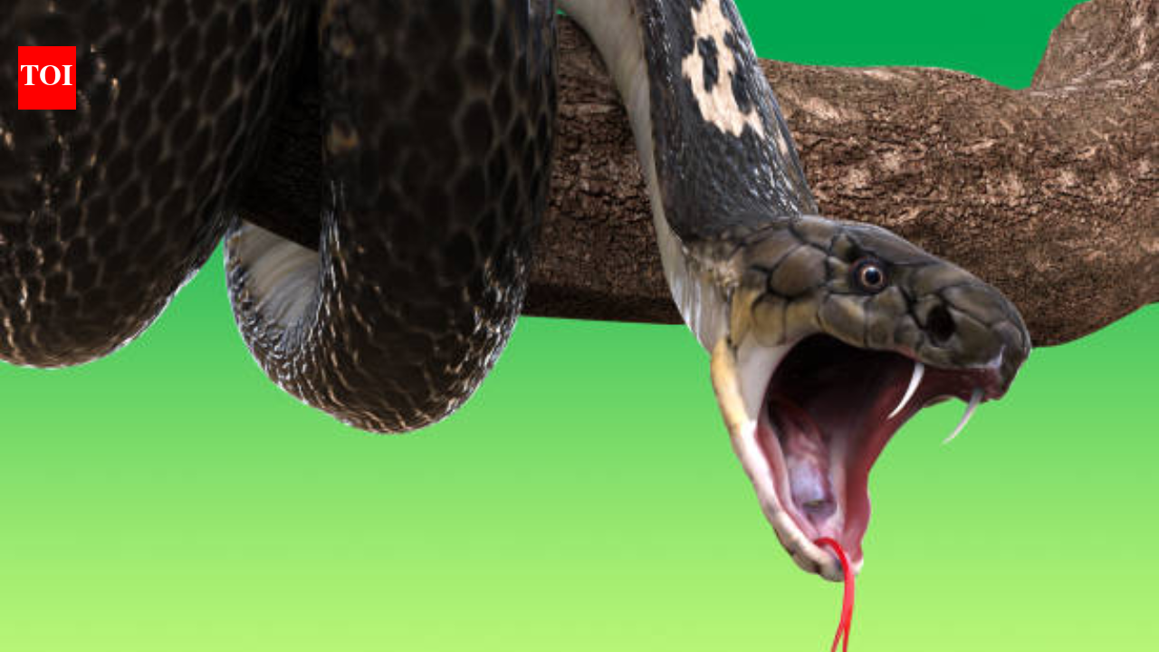 Wife sucked venom from cobra-bitten husband to save him, but ended up poisoned too; doctors warn against this dangerous snakebite myth