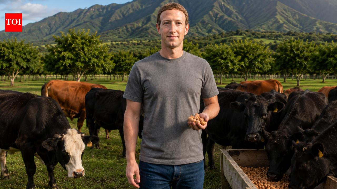 After building a tech empire, Mark Zuckerberg is feeding his cows beer and macadamia nuts, and the goal is to create world's highest-quality beef