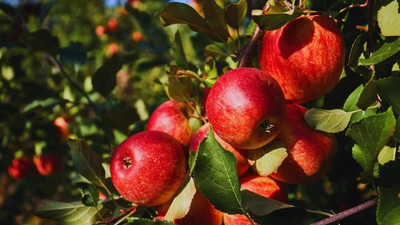 Apple no so 'fruitful' for Himachal? Climate pressures hill state's Rs 5,000 crore economy