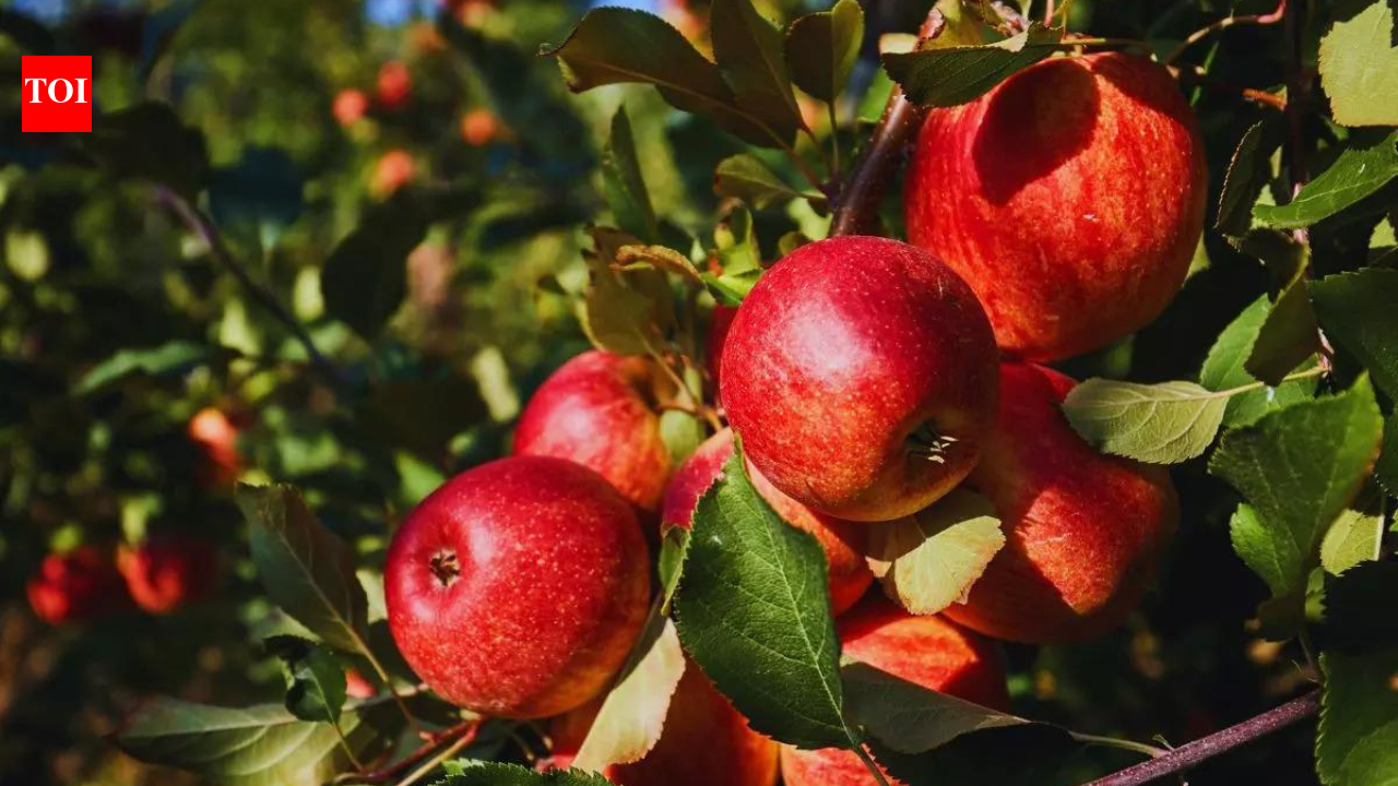 Apple no so 'fruitful' for Himachal? Climate pressures hill state's Rs 5,000 cr economy