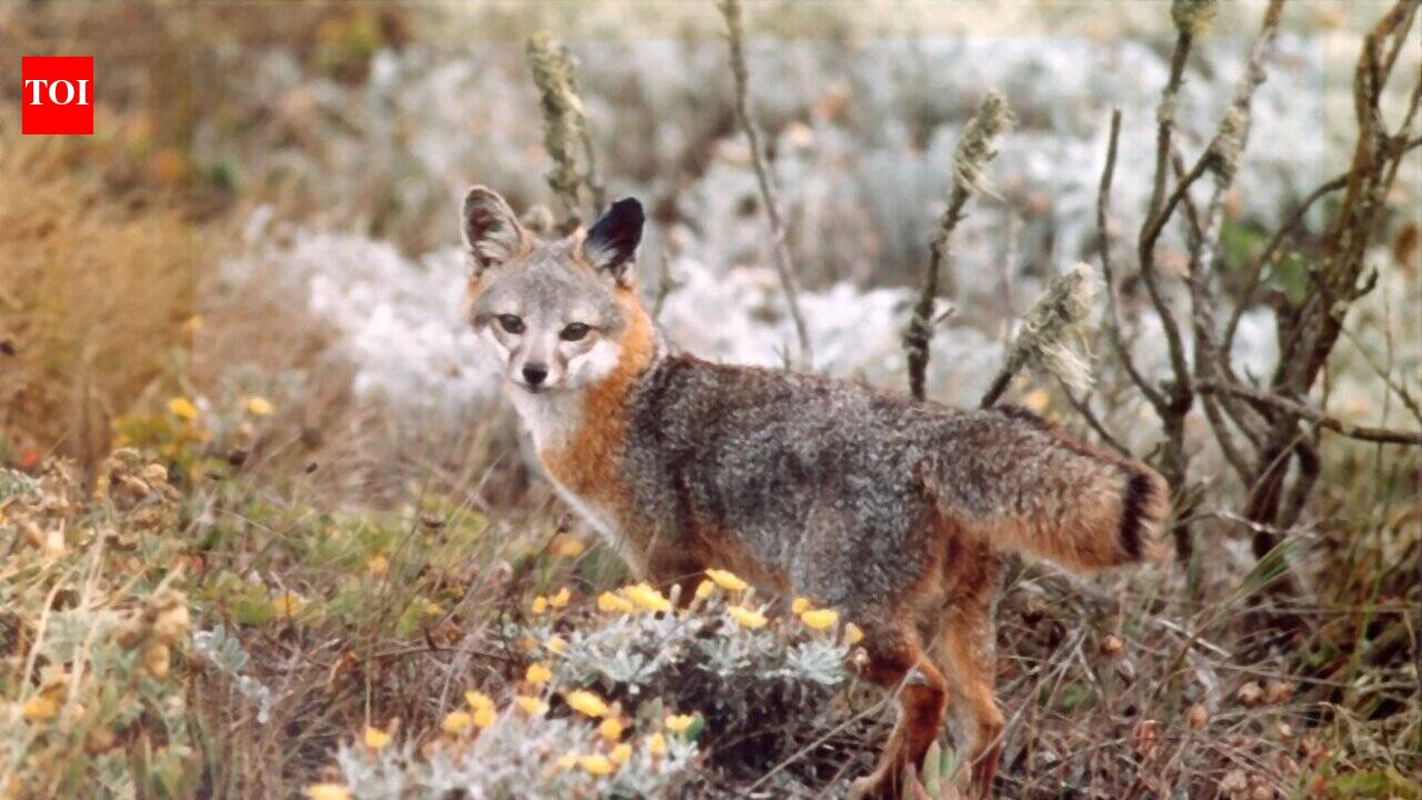 The United States launched a controversial mission in 2004 to exterminate every feral pig on California's Channel Islands after they attracted golden eagles that nearly wiped out endangered island foxes; by 2006, the pigs were gone, and the foxes began a remarkable recovery