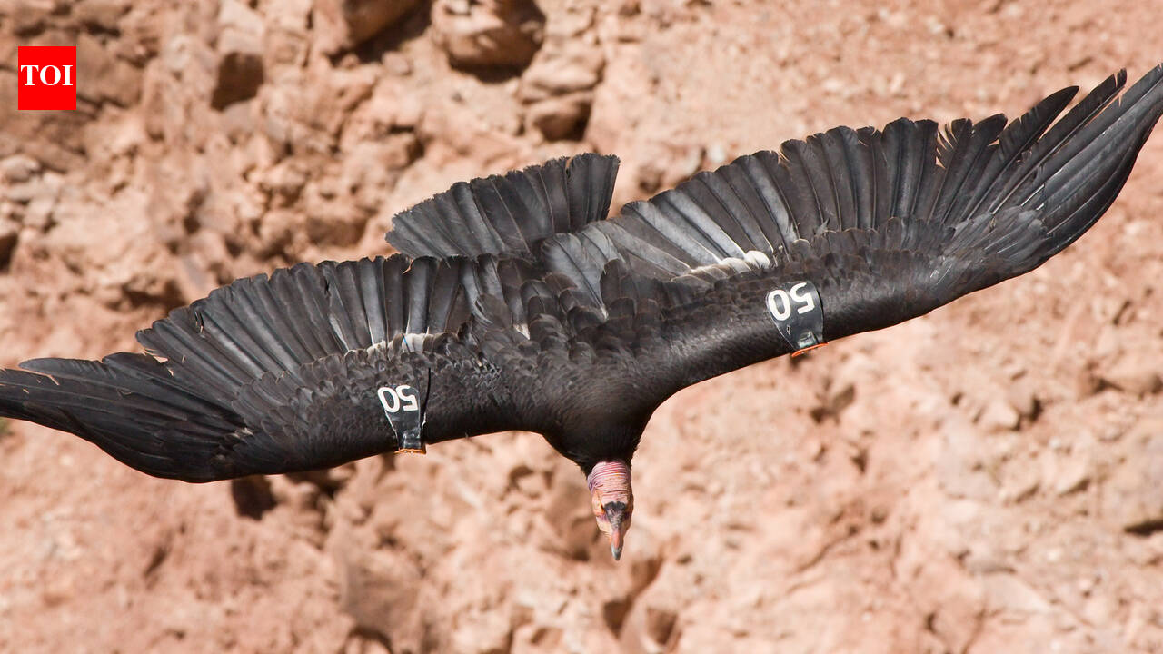 In 1987, the United States decided to capture every remaining wild California condor after lead poisoning, habitat loss, and poaching left just 27 birds alive; today, hundreds once again soar across western skies