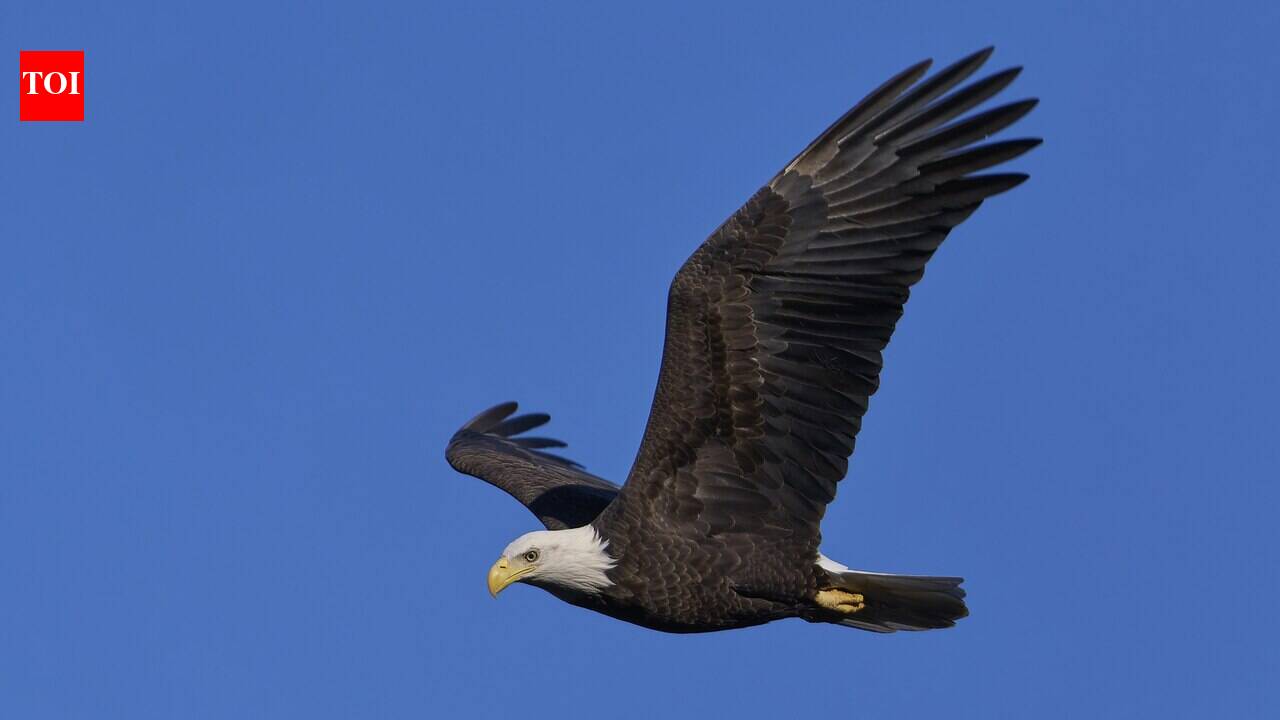 The United States in 1972 banned DDT after the pesticide thinned bald eagle eggshells and pushed the national bird toward extinction; decades later, eagle populations recovered enough to be removed from the endangered species list in 2007
