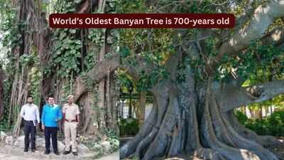 World's oldest scientifically dated banyan tree is in Bihar: How travellers can visit this remarkable 700-year-old living landmark