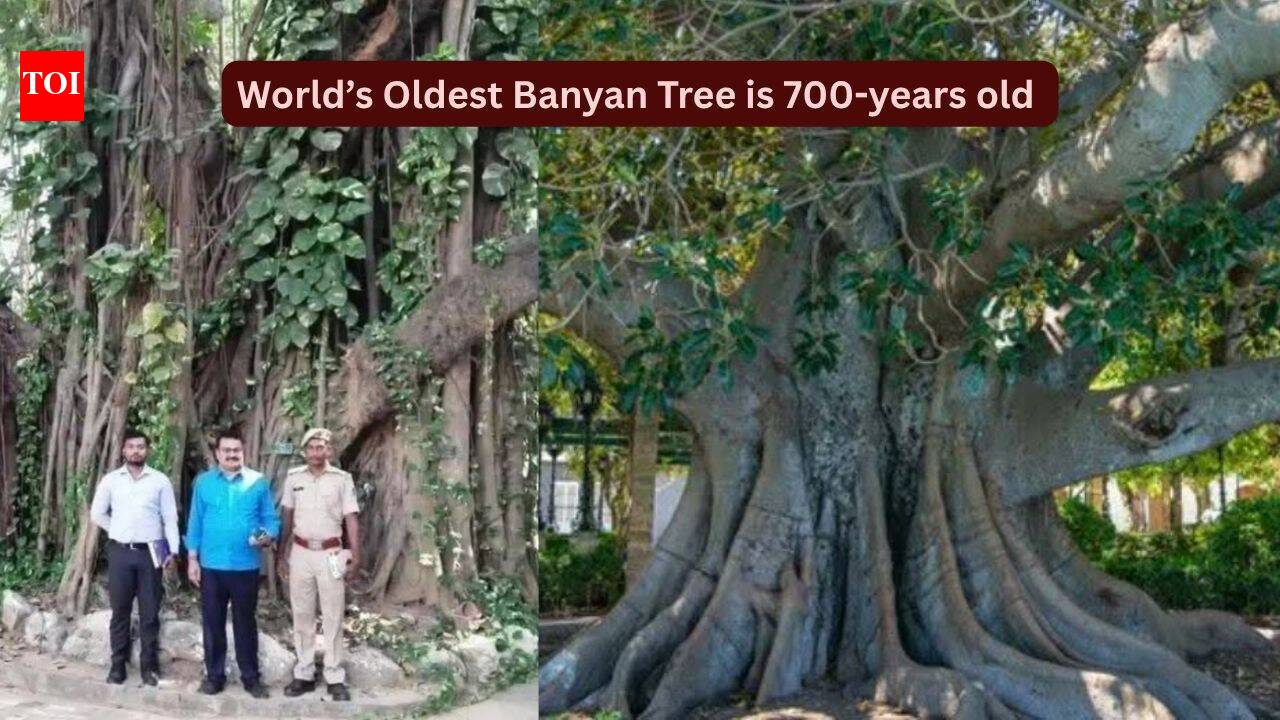 World's oldest scientifically dated banyan tree is in Bihar: How travellers can visit this remarkable 700-year-old living landmark