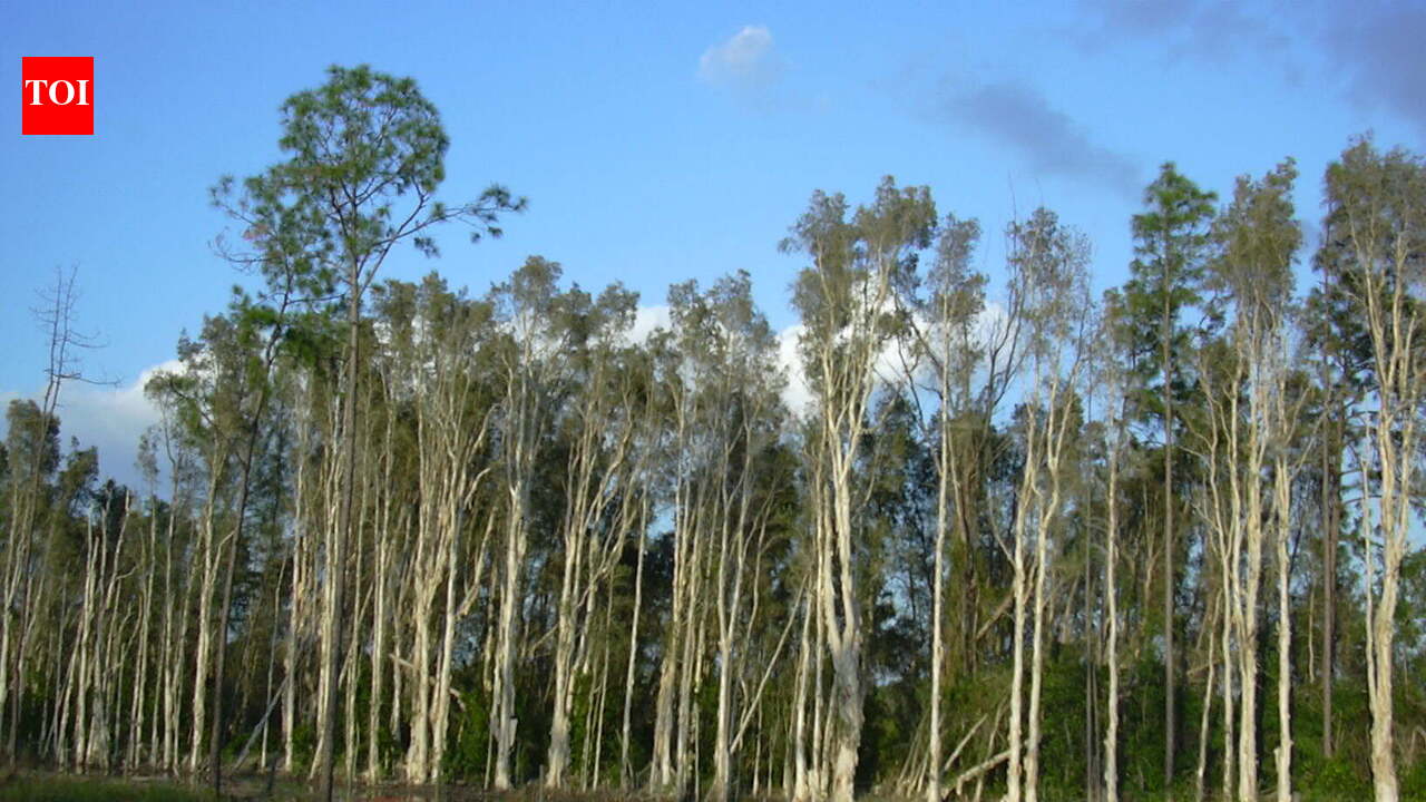 The United States in 1906 planted Australian melaleuca trees to drain Florida's wetlands, but scientists now say they spread across nearly 500,000 acres, replacing native sawgrass marshes with dense invasive forests that alter fire and water cycles