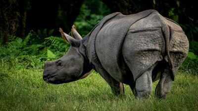 Nepal deployed armed soldiers, military patrols, and community intelligence networks in 2010 to save its rhinos; years later, the country recorded multiple years without a single rhino being poached