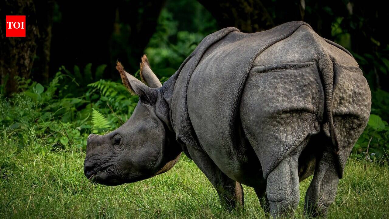 Nepal deployed armed soldiers, military patrols, and community intelligence networks in 2010 to save its rhinos; years later, the country recorded multiple years without a single rhino being poached