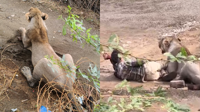 'Knocked down, forelegs across body': Gujarat man trapped under lioness for nearly 30 minutes as viral video captures extraordinary survival
