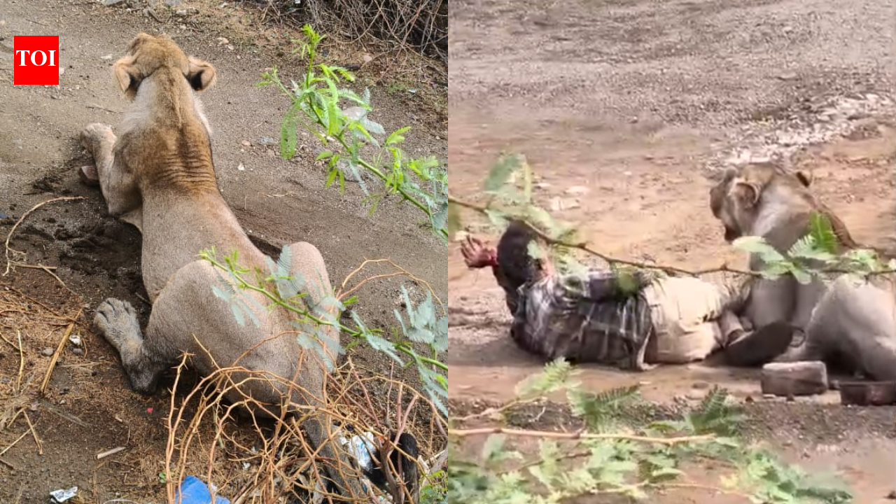 Watch: Pinned by lioness for 30 minutes, Gujarat man stays still to cheat death