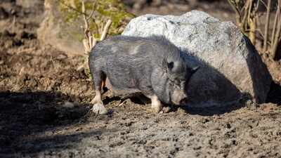 Why did Jersey's Wildlife Conservation Trust release pygmy hogs in India