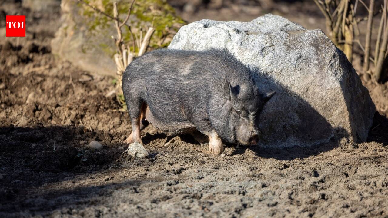 Why did Jersey's Wildlife Conservation Trust release pygmy hogs in India?