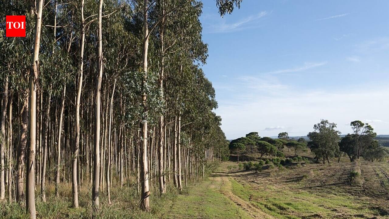 The Dark Side of Eucalyptus: Sri Lanka's Tree Planting Legacy Under Scrutiny