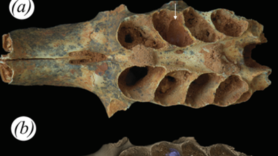 Ancient bees, 20,000 years ago, built nests inside the tooth sockets of fossilized animal jaws: Scientists discover first known case of bees using bone as a nursery
