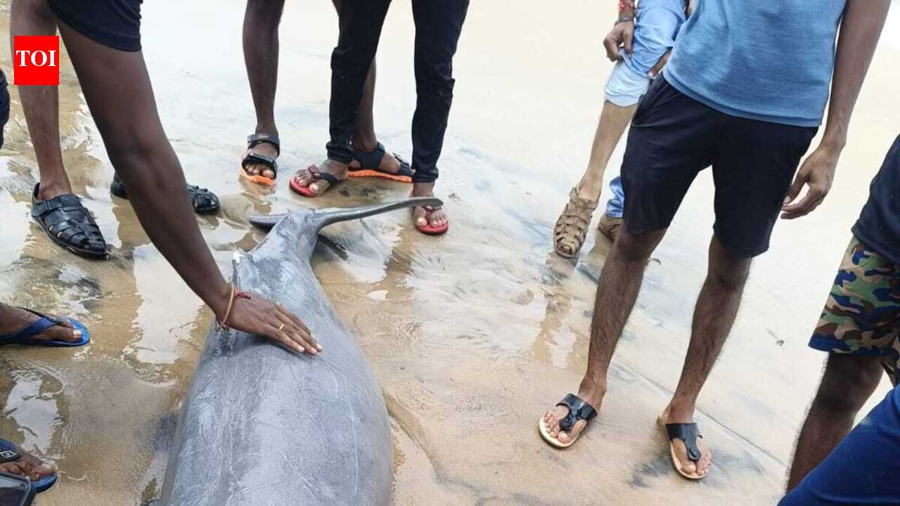 Endangered dolphin carcass washes ashore on Pentha beach