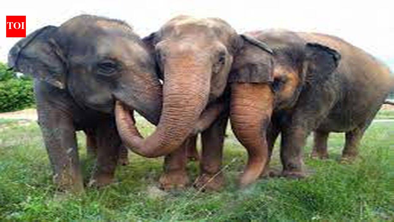 PMK warns of rising human-elephant conflict in Coimbatore, seeks urgent conservation measures