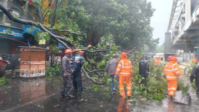 Thane sees heaviest monsoon spell: 208 mm rain, 186 distress calls, 110 tree falls