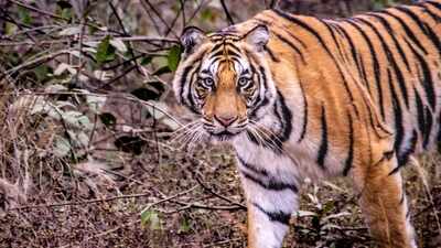 Tiger attacks snake in Corbett: Video of predators goes viral on internet; viewers say, 'expect the unexpected'
