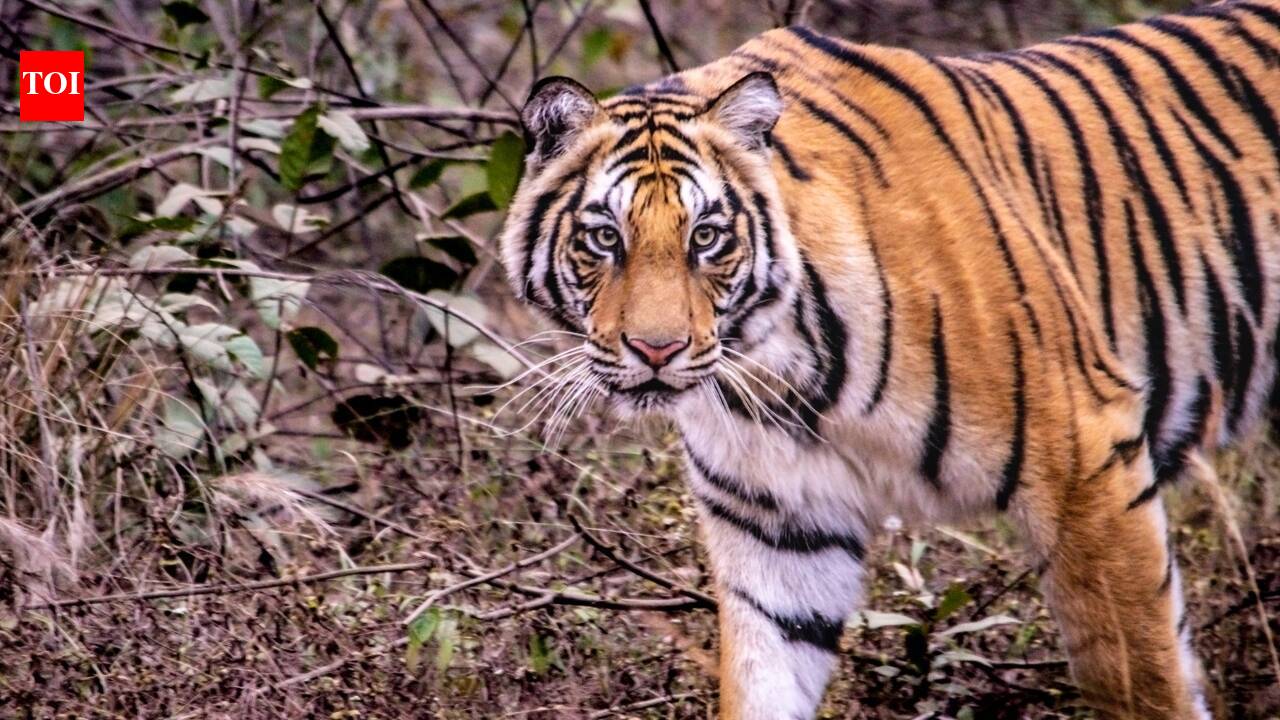 Tiger attacks snake in Corbett: Video of predators goes viral on internet; viewers say, 'expect the unexpected'