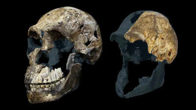 300,000-year-old Homo naledi fossils from a South African cave suggest the ancient human relative may have been a female-only species, new study reveals