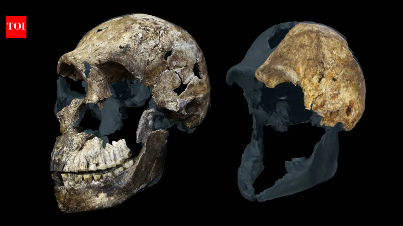 300,000-year-old Homo naledi fossils from a South African cave suggest the ancient human relative may have been a female-only species, new study reveals