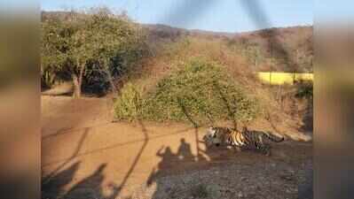 NGT orders probe into luxury resort near Sariska