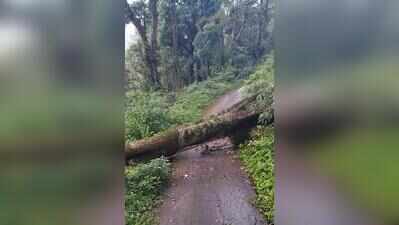 Monsoon picks pace, Kodagu district records 32 mm of rain in 24 hours