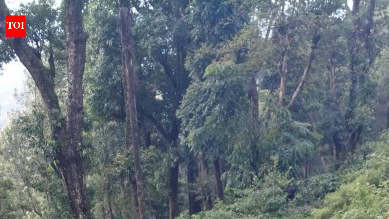 Monsoon picks pace, Kodagu district records 32 mm of rain in 24 hours