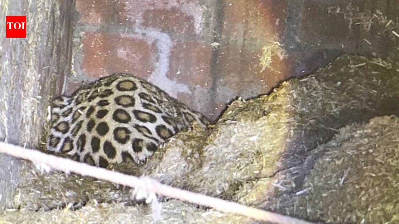 Leopardess enters village, dies during rescue op