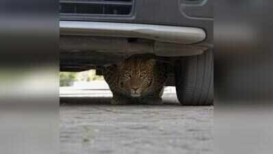 Leopard sighted in Ishwarpur rescued