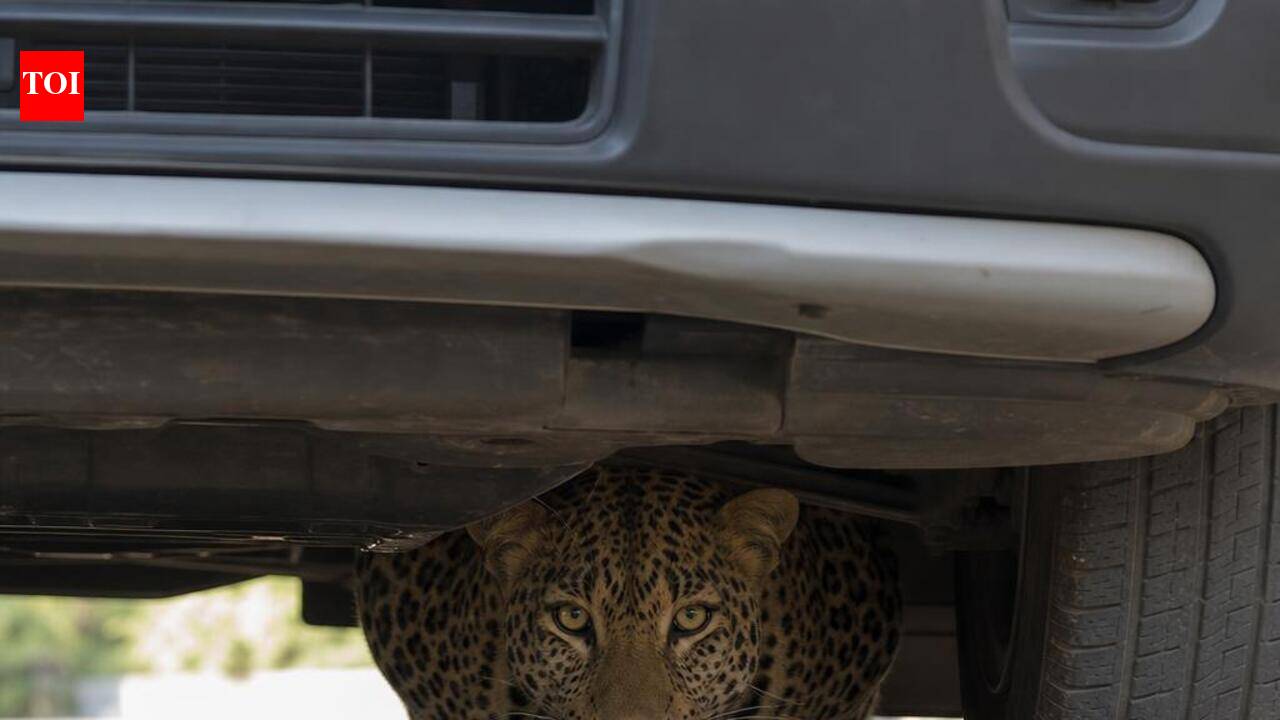Leopard sighted in Ishwarpur rescued