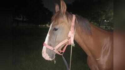PETA appeals to CM for horse carriage ban