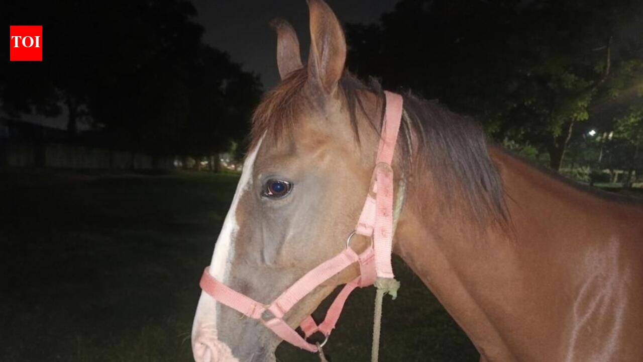 PETA appeals to CM for horse carriage ban