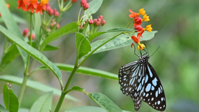 Where butterflies will drink native nectar