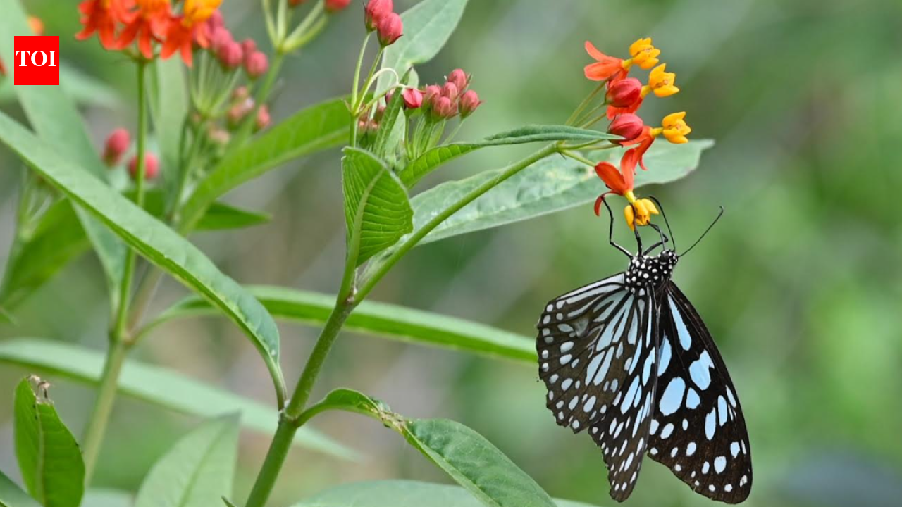 Where butterflies will drink native nectar