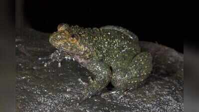Birds of a feather? No, frogs of a size!