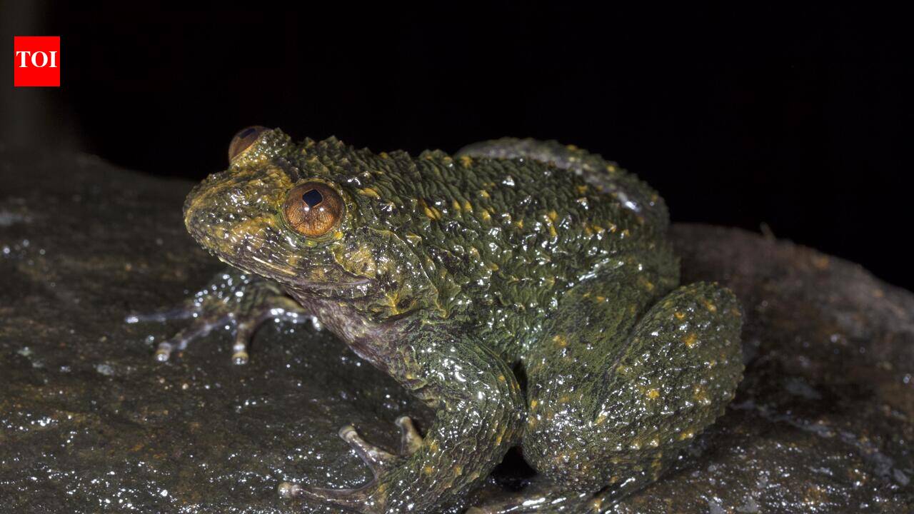Birds of a feather? No, frogs of a size!