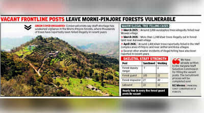 Thousands of trees felled, forest division faces severe staff shortage