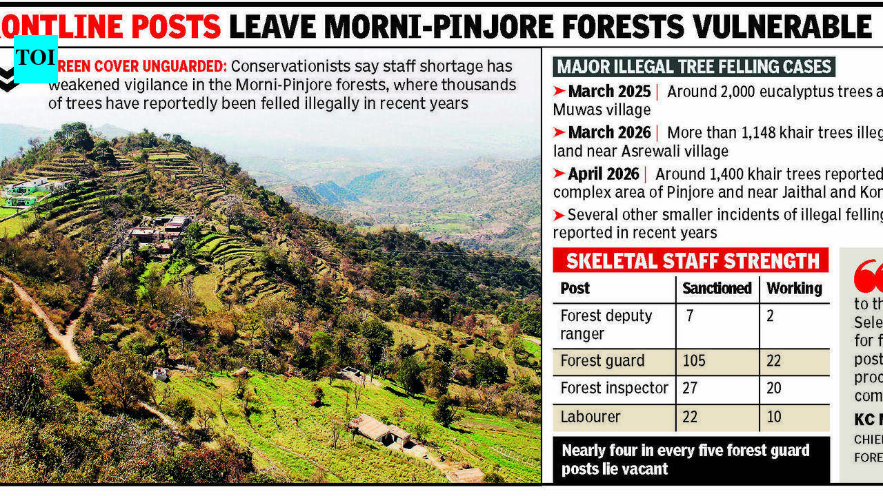 Thousands of trees felled, forest division faces severe staff shortage