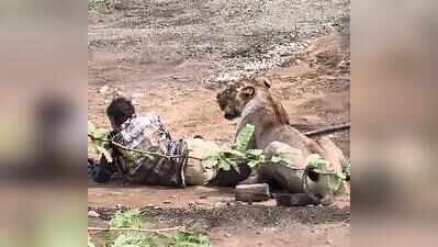 Pinned, not preyed on: Lioness holds herder down for 30 mins, spares him
