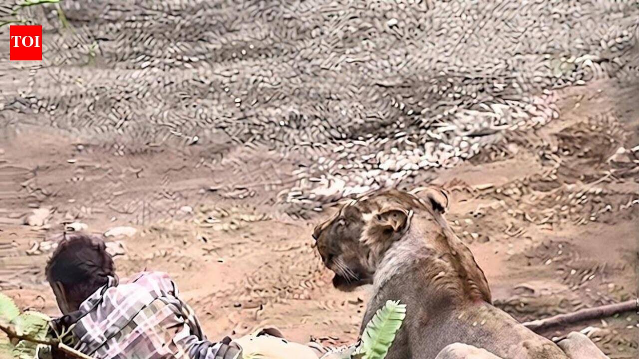 Pinned, not preyed on: Lioness holds herder down for 30 mins, spares him