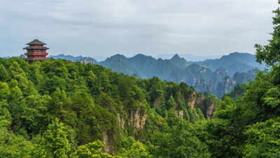 Over 60 billion trees are growing faster than natural forests — here's the secret behind that growth