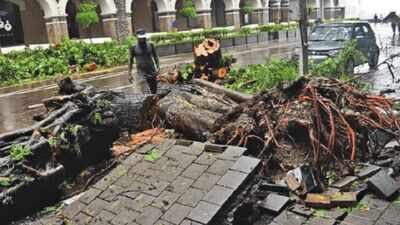  2 trees fell every hour on average in just 14 days