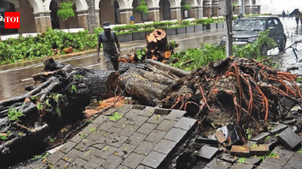 Mumbai monsoon mayhem: 2 trees fell every hour on average in just 14 days