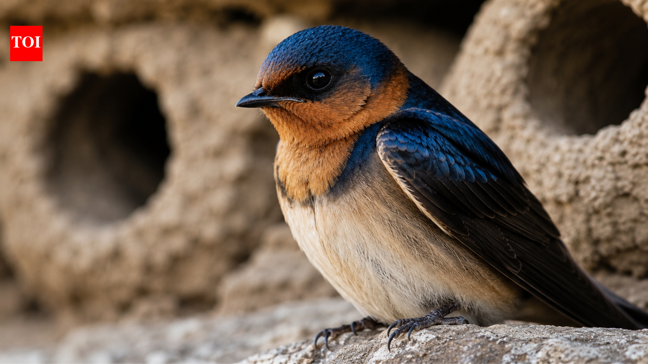 Cliff swallows abandoned the California town they once filled every spring, then people came together to rebuild their homes and welcomed them back with an annual festival