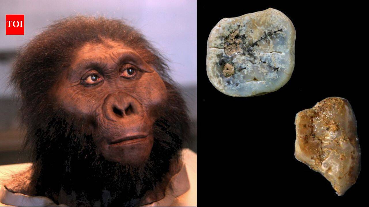 Meet Paranthropus: The ancient human cousin that may have made the first stone tools 2.6 million years ago