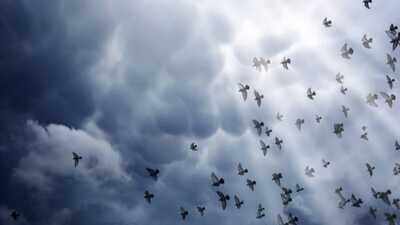 How birds know when a storm is coming: 6 Fascinating ways nature gives them an early warning