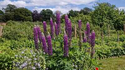 Sweden planted colourful garden lupins across roadsides and disturbed land to control erosion, but after more than 100 years, scientists say the fast-spreading flowers now dominate native meadows, leaving fewer native plants for bees, butterflies, and other pollinators
