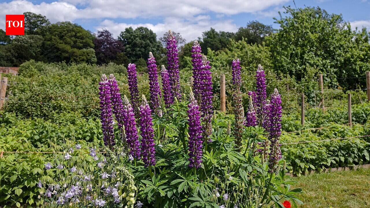 Sweden planted colourful garden lupins across roadsides and disturbed land to control erosion, but after more than 100 years, scientists say the fast-spreading flowers now dominate native meadows, leaving fewer native plants for bees, butterflies, and other pollinators